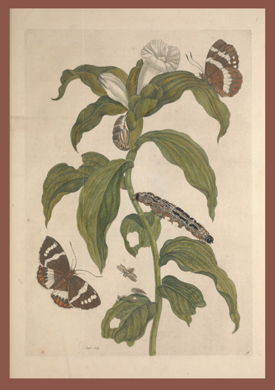 Plate 36