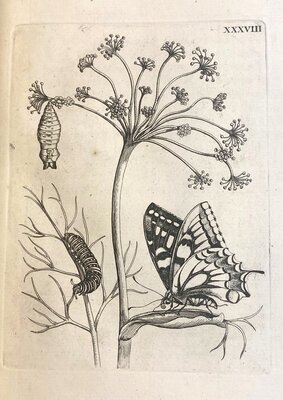 Plate XXXVIII from "De Europische Insecten: Naauwkeurig Onderzogt, Na't Leven Geschildert," 1730.