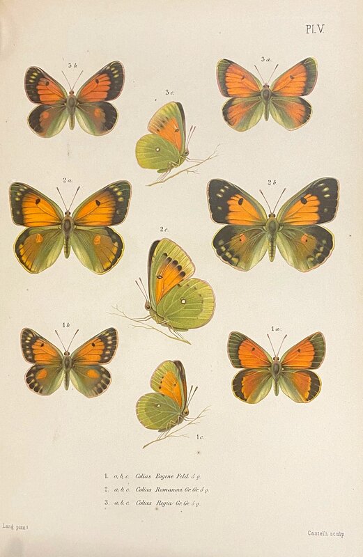 Plate V Memoires sur les Lepidopteres (1890)