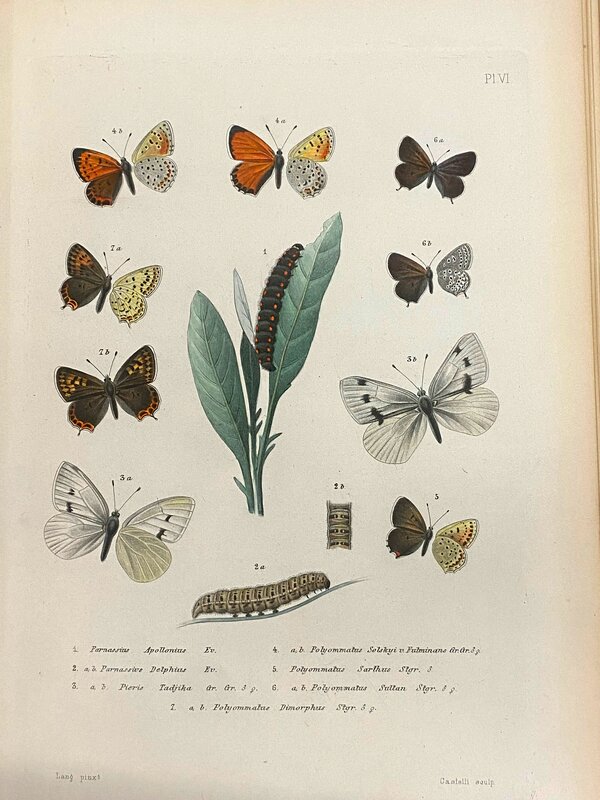 Plate VI Memoires sur les Lepidopteres (1890)