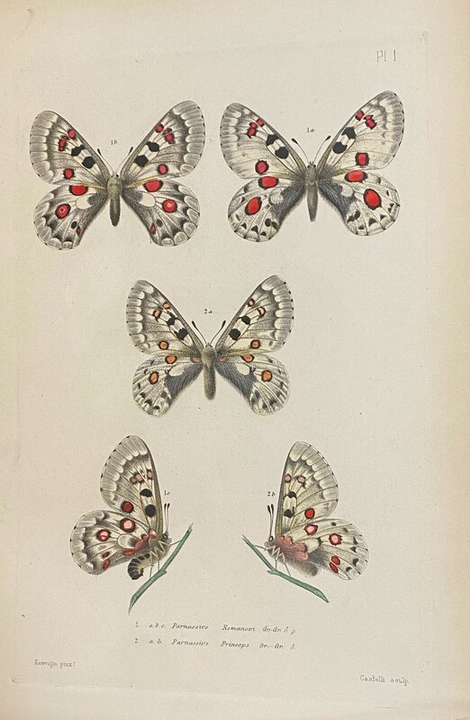 Plate I Memoires sur les Lepidopteres (1890)