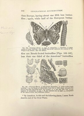  Butterflies Their Structure Changes and Life-Histories (1881)