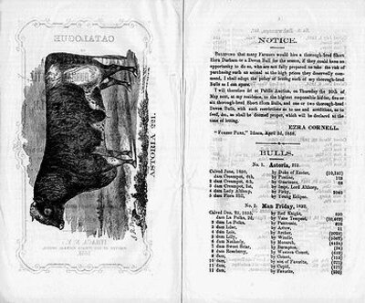 Catalogue pages, including image of cow